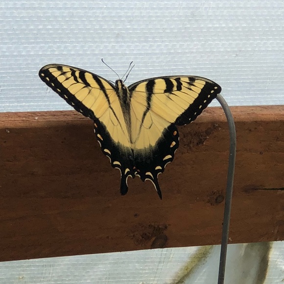 Meet your Posher, Estsfany - Picture 1 of 1